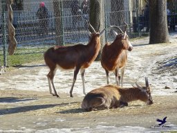 Tiergarten Schönbrunn am 27.01.2026